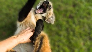 Playing with a rescued Maned Wolf pup