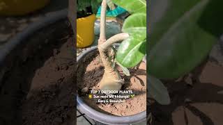 #top7OutdoorPlants #GardeningIndia #LowMaintenancePlants #HomeGardenIdea #IndianGardener #GardenVlog