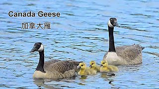 加拿大雁/Canada Geese(Canada Goose)