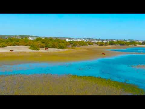 Wild Horses of the Outer Banks, North Carolina | Shackleford Banks Incredible Wildlife Aerials