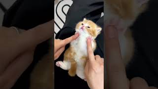 cute kitten😽💗💝💖