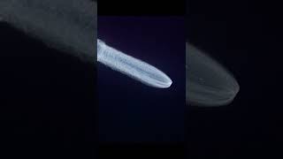 天舟九号发射成功，仿佛“太空水母”划破夜空。｜中国航天　上天揽月　火箭发射　太空飞船　星辰大海　#spacecraft #rocket #launch #space #shorts #China