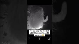 She missed last call before bed #catlovers #cat #kitty #kitten #funnycats @nikkki.nicoleee