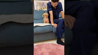 测试：狗狗会甘心让地儿吗？ 狗：我能咬你吗？