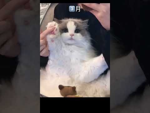 小猫咪每个月的变化