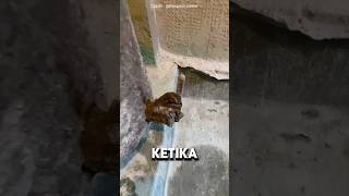 SETELAH SEKIAN LAMA TAK PULANV KERUMAH ❗#videoviral #shortsviral #ngakak