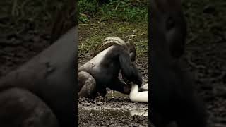 Gorilla vs Python – Intense Jungle Encounter! #GorillaVsPython #WildlifeBattle #Videoshorts