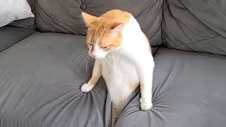 Funny Cats Compilation (Most Popular) Part 3