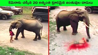 Most UNBELIEVABLE Animal Moments Ever Caught On Camera | facts in telugu | bmc facts | Telugu facts