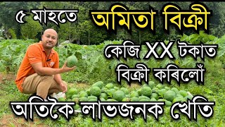 ৫ মাহতে টকা ঘটিব পৰা অমিতা খেতি।Papaya Farming। Amita Kheti। Red Lady papaya Farming in Assam