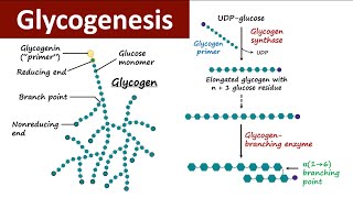 Glycogenesis | Glycogen Metabolism | Carbohydrate Metabolism | Biochemistry