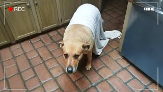 Secret Life of Animals Caught on Camera 😁 Funniest ANIMAL Videos