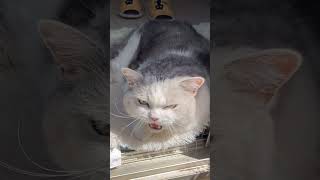 Birds watching time！#kittens#cat #maplepets#catcute#cats #cuteanimal #cute#catchitter#catchattering