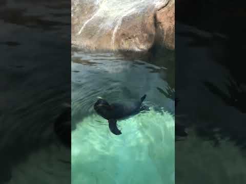 Biodome Montreal penguin swimming
