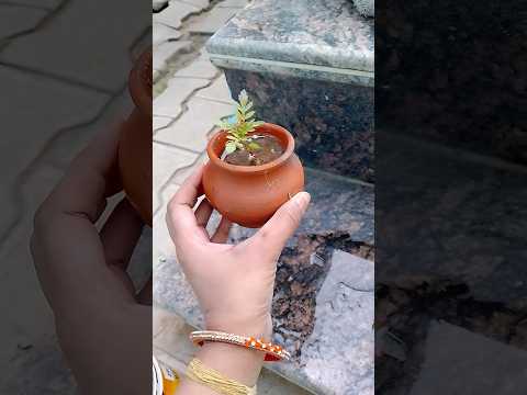 Marigold plant in mini kulhad 🥳🤩