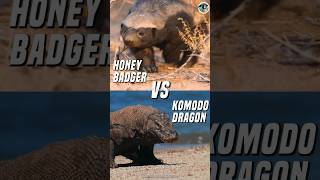 Honey Badger VS Komodo Dragon | Who Would Win?