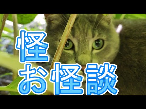 守護霊や過去生のお怪談ヤバい奇跡🌈There is English translation in the summary column under YouTube. ＃怪談＃スピちゅーる#猫動画