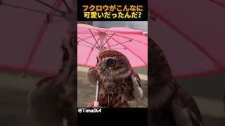 フクロウがこんなに可愛いだったんだ?