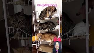 KUCING LUCU WAKTU NYA BOBO ⁉️🥰@SusCha-v6g #shorts #Funny #dubbing