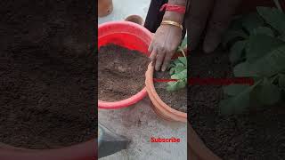 #how_to planted #shorts #daliyafinal poting