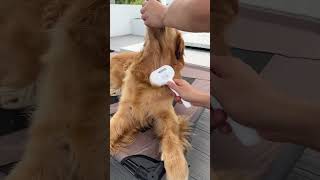 #DogEssentials #PetLove #FurryFriend