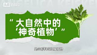 明日葉——大自然中的“神奇植物”