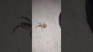 camel spiders of Southern California #solifugae