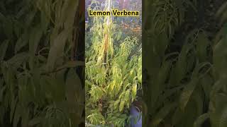 Lemon Verbena
