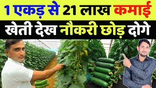 खीरा की खेती कब और कैसे करें | khira ki kheti kab kare | polyhouse farming in india