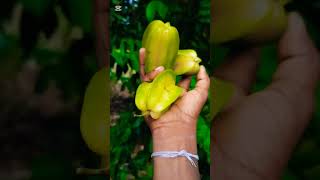 let's go to harvest 😀#shorts #harvesting #wow #starfruits #fresh #rural #amazing #myharvest #com