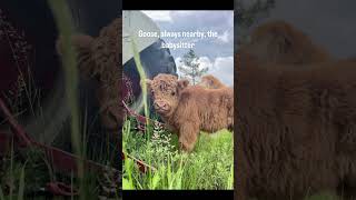 A bit of Kevin for the day! #countrymusic #homestead #colorado #homesteading #farmlife #cow #cows