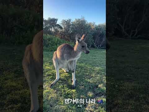 캥거루 무대매너 베리굿🦘