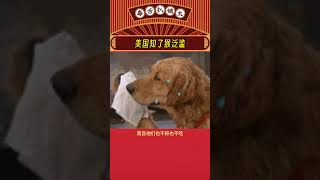 屏幕前的山东人两眼放光！！！#知了猴 #美国 #山东 #娱乐评论大赏 #娱乐评论  #shorts