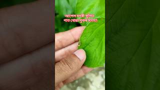 আপেল বগৰী পুলীত পাত খোৱা পোকৰ সমস্যা || Apple ber plant in Assam | Grafted apple ber #short