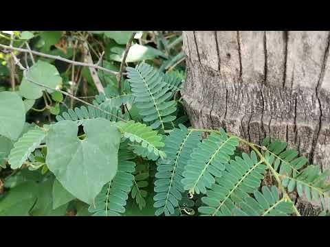 មកមើលសំបកដើមដូងយើង
