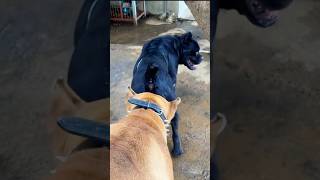 Playing #dog #dogfunny #animals