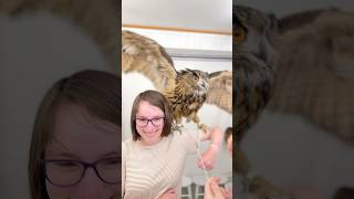 🦉🌈 Welcome to #owlcafe #tokyo  #フクロウカフェ #フクロウ  #秋葉原 #owl #japanmustgo