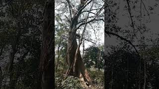 Jungali ped #radhaswamivlogs #jungali #sagwan #vlogs #vlogging #vlogsvideo #vlogs2023 #newvlogs2022