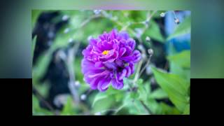 Natures Colors