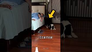 The shocking intelligence level of Border Collies