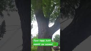 This Tree Just Keeps keeps on going! 🌳 #shorts #bigtree