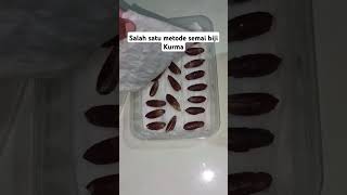 SALAH SATU METODE SEMAI BIJI KURMA. #petani #petanimuda #buahkurma #belajarbertani #berkebun