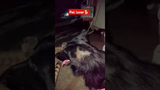 German shepherd 🐕!1#ytshorts #youtubeshorts #trending #shortsfeed #shorts #techsujeet