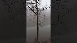 Storm Olive - Water Damage Leads | Real Time Lead Gen (570) 316-4775