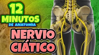 Nervio Ciático - 12 minutos #anatomia #estudio #medicina #utero #hígado #videoshort