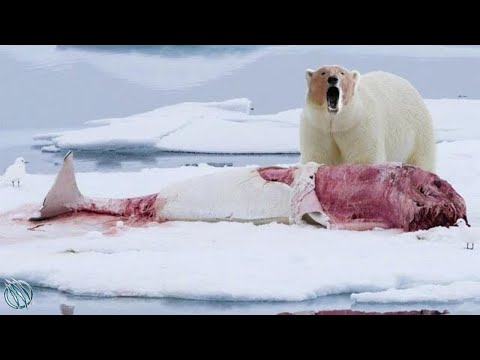 🐻‍❄️ POLAR BEAR ─ Deadliest Beast of the Arctic (FULL UNCUT VERSION) 🐻‍❄️