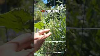 Train Cucumber Vines to Climb Like a Pro 🥒🧗 #CucumberPlant #TrellisTips #GardenHack #GrowYourOwn