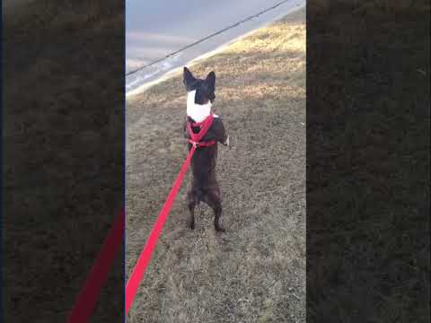 3 Things BOTHERING This Dog Right Now
