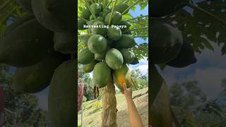 Organic Papaya Harvest #nepalivlog #squidgame2 #papaya #harvest #organic #fresh #sweet #brunei