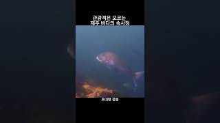 제주도민도 잘 모르는 바다 #제주바다 #제주스쿠버다이빙 #참돔 #부시리 #다금바리